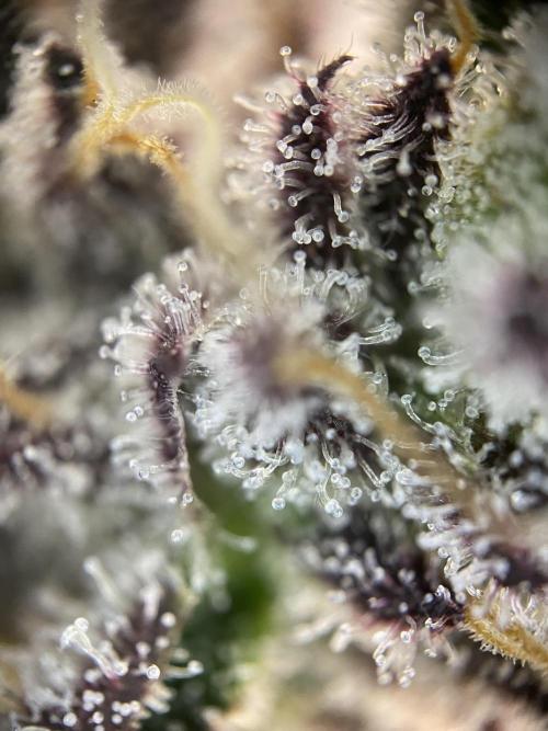 Mambow Juice (Mambaz x Rainbow Zangria). Week 16 - d 108 MJ2 trichomes