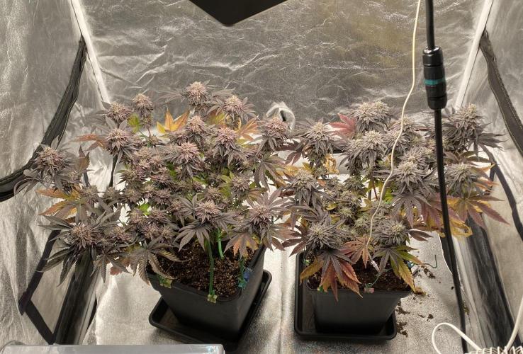 Mambow Juice (Mambaz x Rainbow Zangria). Week 16 - d 109