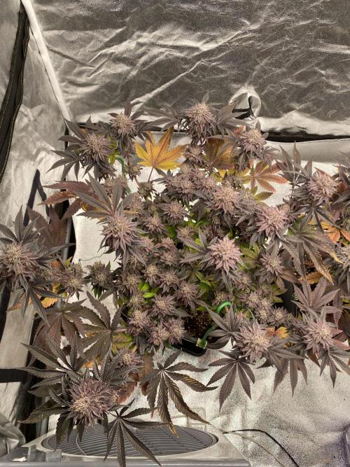 Mambow Juice (Mambaz x Rainbow Zangria). Week 16 - d 110 MJ1