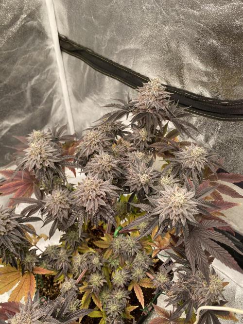 Mambow Juice (Mambaz x Rainbow Zangria). Week 16 - d 110 MJ2