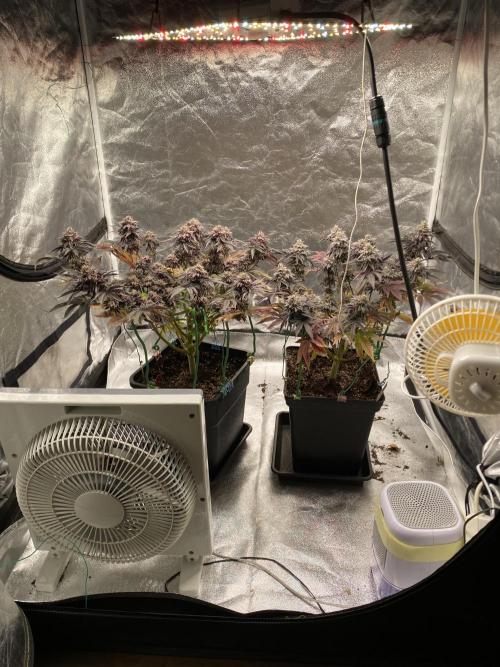 Mambow Juice (Mambaz x Rainbow Zangria). Week 16 - d 110