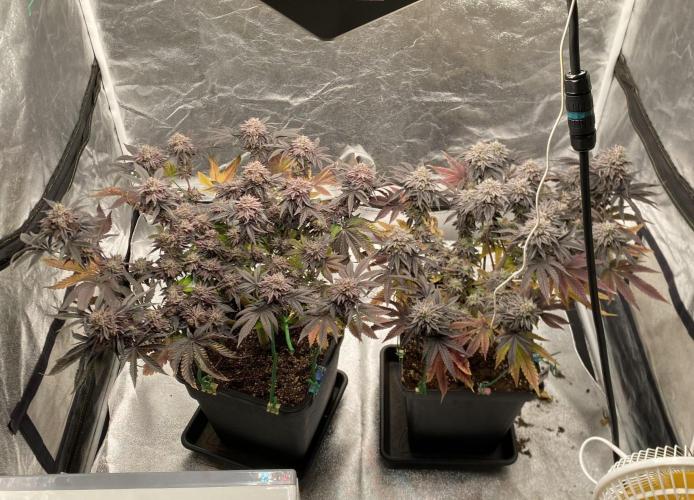 Mambow Juice (Mambaz x Rainbow Zangria). Week 16 - d 111