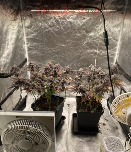 Mambow Juice (Mambaz x Rainbow Zangria). Week 16 - d 112