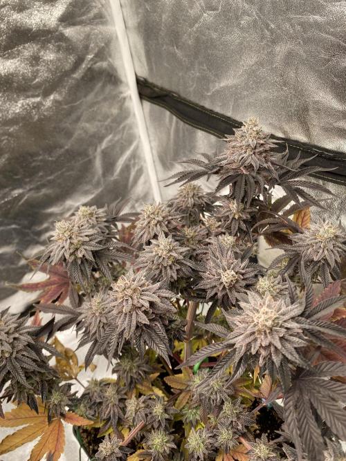 Mambow Juice (Mambaz x Rainbow Zangria). Week 17 - d 113 MJ2