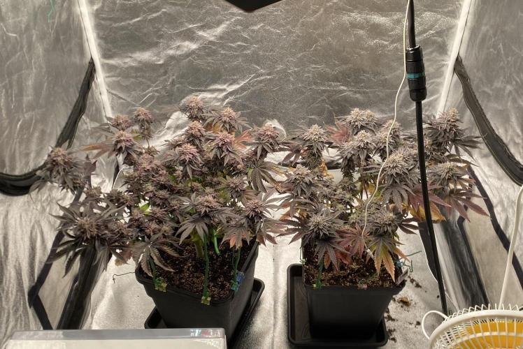 Mambow Juice (Mambaz x Rainbow Zangria). Week 17 - d 114