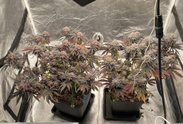 Mambow Juice (Mambaz x Rainbow Zangria). Week 17 - d 115