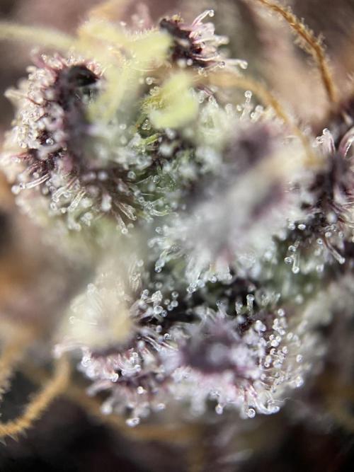 Mambow Juice (Mambaz x Rainbow Zangria). Week 17 - d 115  MJ1