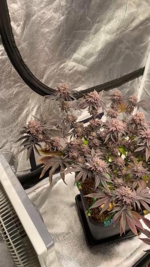 Mambow Juice (Mambaz x Rainbow Zangria)