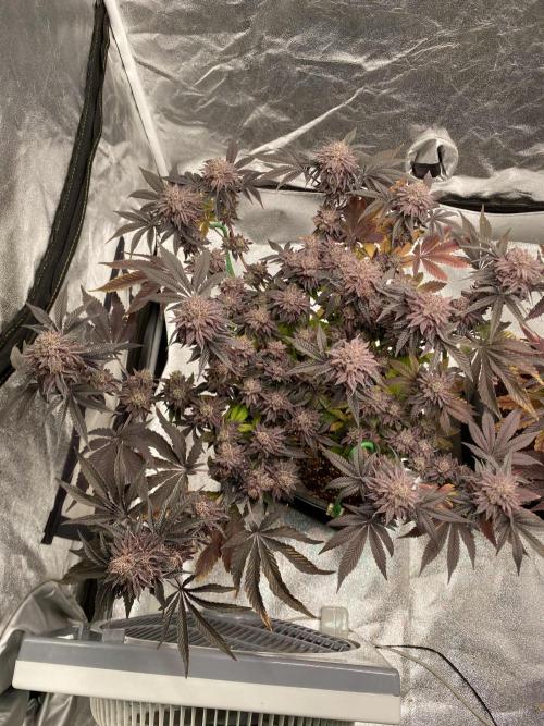 Mambow Juice (Mambaz x Rainbow Zangria). Week 17 - d 117 MJ1