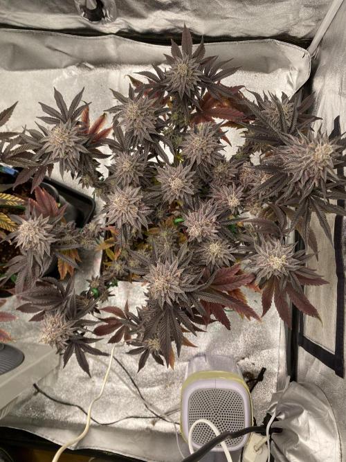 Mambow Juice (Mambaz x Rainbow Zangria). Week 17 - d 117 MJ2