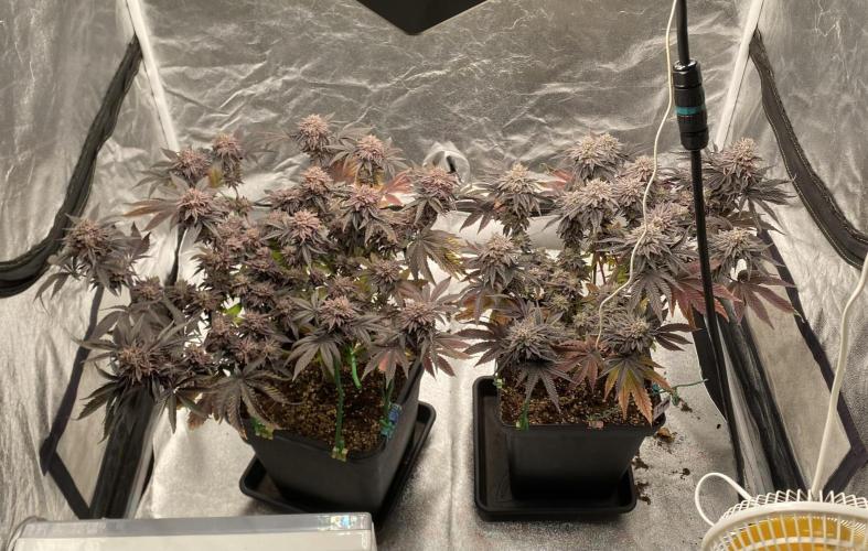 Mambow Juice (Mambaz x Rainbow Zangria). Week 17 - d 118 