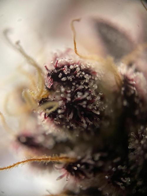 Mambow Juice (Mambaz x Rainbow Zangria). Week 17 - d 118 MJ1