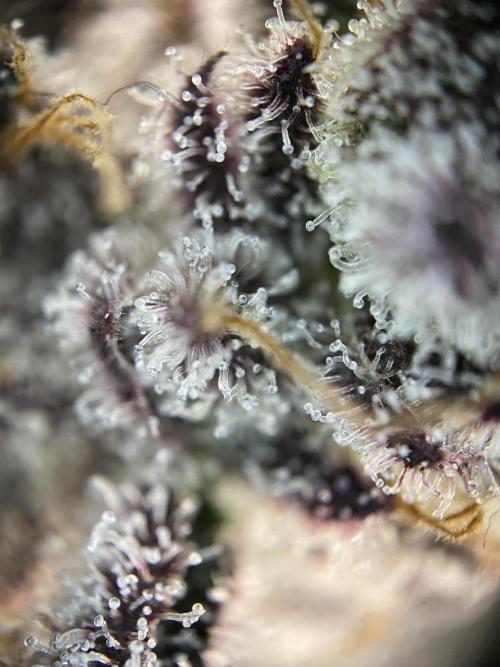 Mambow Juice (Mambaz x Rainbow Zangria). Week 17 - d 118 MJ2