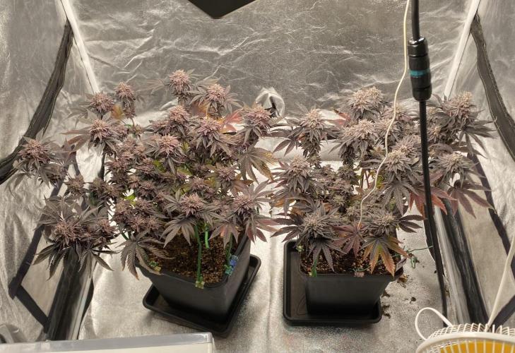 Mambow Juice (Mambaz x Rainbow Zangria). Week 18 - d 120