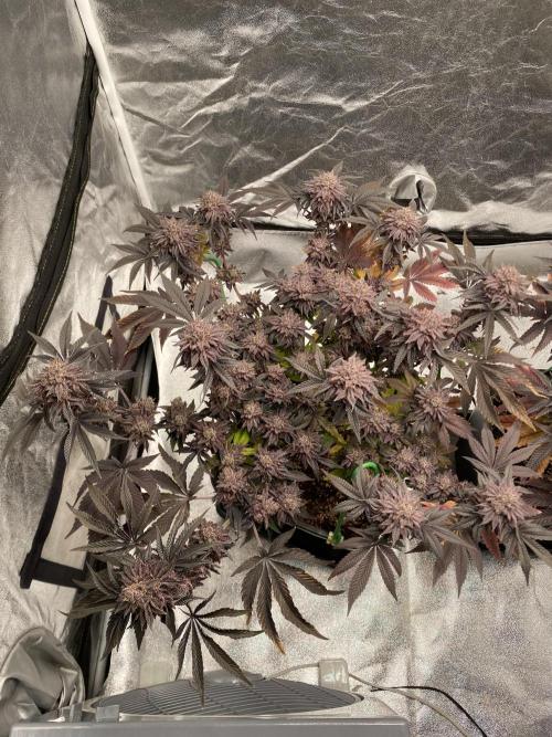 Mambow Juice (Mambaz x Rainbow Zangria). Week 18 - d 120 MJ1