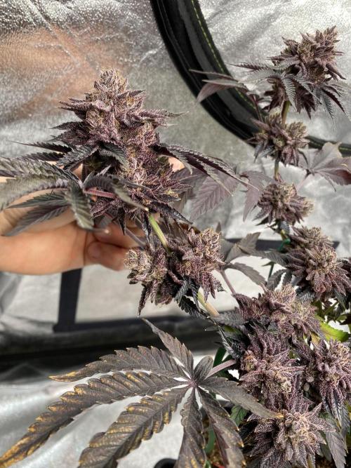 Mambow Juice (Mambaz x Rainbow Zangria). Week 18 - d 120 MJ1