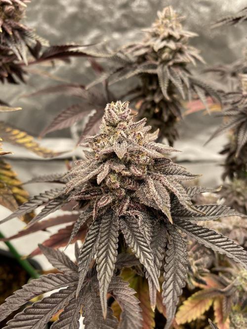 Mambow Juice (Mambaz x Rainbow Zangria). Week 18 - d 120 MJ2