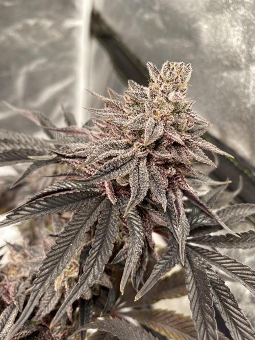 Mambow Juice (Mambaz x Rainbow Zangria). Week 18 - d 120 MJ2