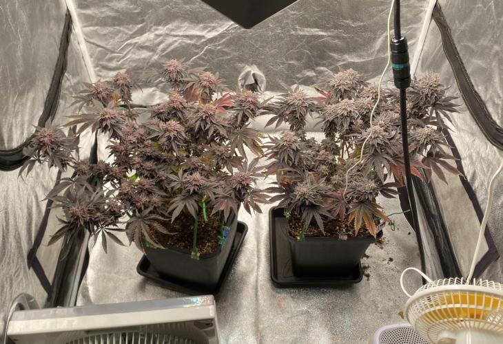 Mambow Juice (Mambaz x Rainbow Zangria). Week 18 - d 122 