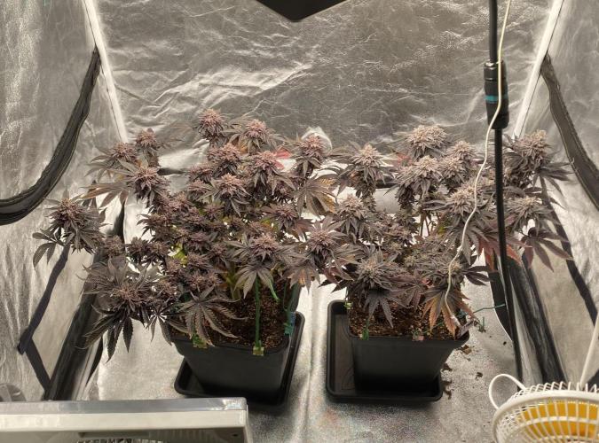 Mambow Juice (Mambaz x Rainbow Zangria). Week 18 - d 124