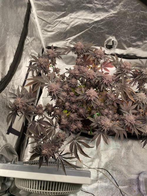 Mambow Juice (Mambaz x Rainbow Zangria). Week 18 - d 124 MJ1