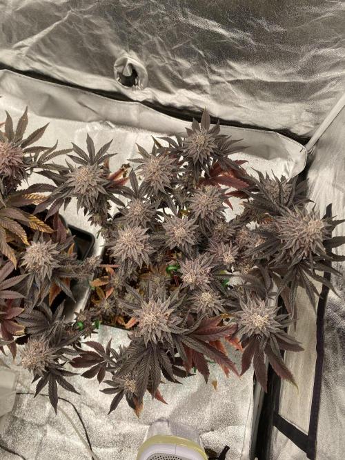 Mambow Juice (Mambaz x Rainbow Zangria). Week 18 - d 124 MJ2