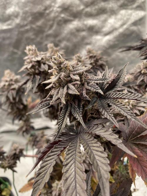 Mambow Juice (Mambaz x Rainbow Zangria). Week 18 - d 124 MJ2
