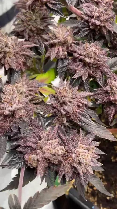 Mambow Juice (Mambaz x Rainbow Zangria)