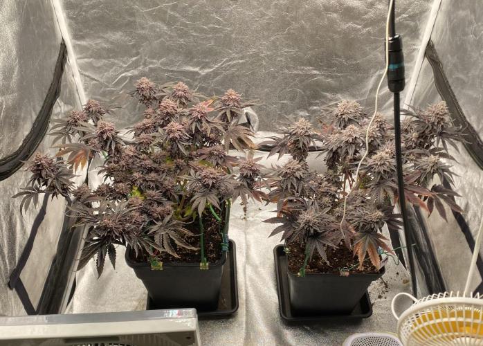 Mambow Juice (Mambaz x Rainbow Zangria). Week 18 - d 126