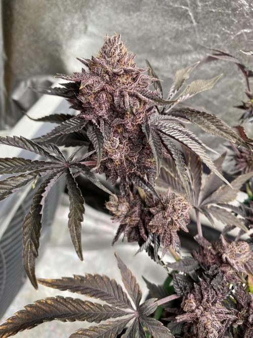 Mambow Juice (Mambaz x Rainbow Zangria). Week 18 - d 126 MJ1