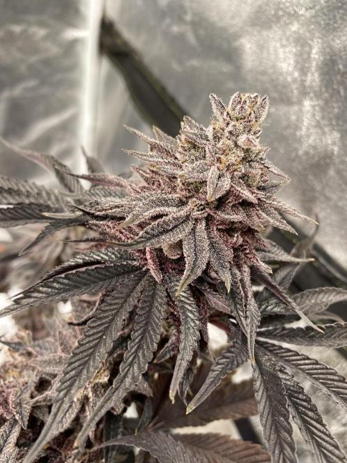 Mambow Juice (Mambaz x Rainbow Zangria). Week 18 - d 126 MJ2