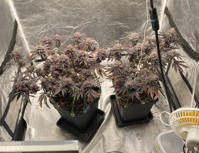 Mambow Juice (Mambaz x Rainbow Zangria). Week 19 - d 128