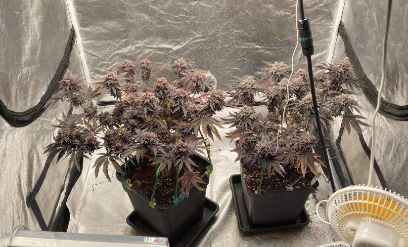 Mambow Juice (Mambaz x Rainbow Zangria). Week 19 - d 129