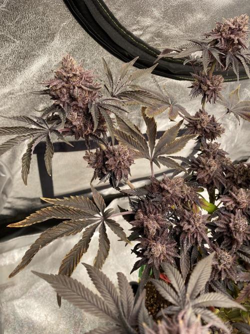 Mambow Juice (Mambaz x Rainbow Zangria). Week 19 - d 129 MJ1