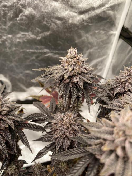 Mambow Juice (Mambaz x Rainbow Zangria). Week 19 - d 129 MJ2