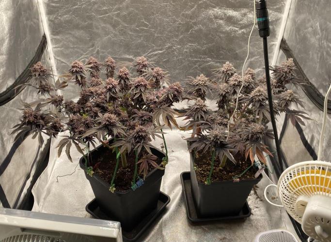 Mambow Juice (Mambaz x Rainbow Zangria). Week 19 - d 130