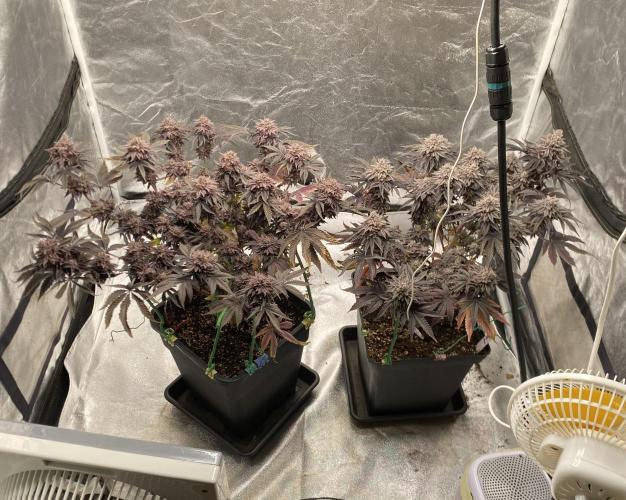 Mambow Juice (Mambaz x Rainbow Zangria). Week 19 - d 131