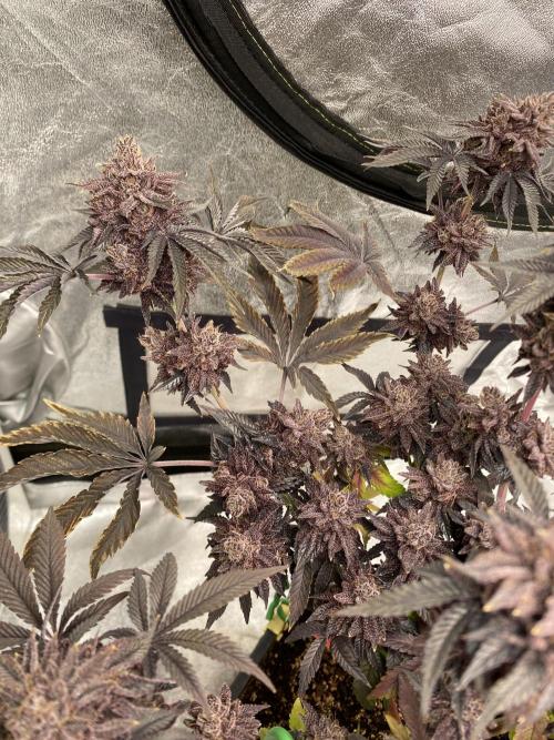Mambow Juice (Mambaz x Rainbow Zangria). Week 19 - d 132 MJ1