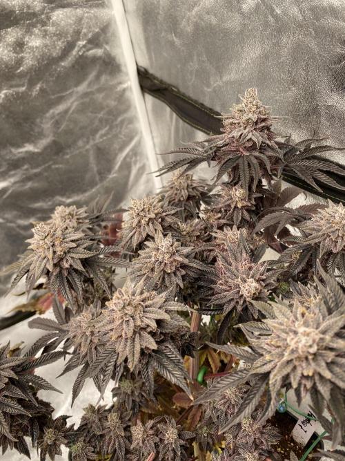 Mambow Juice (Mambaz x Rainbow Zangria). Week 19 - d 132 MJ2
