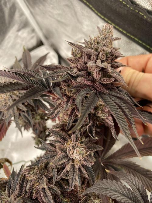 Mambow Juice (Mambaz x Rainbow Zangria). Week 20