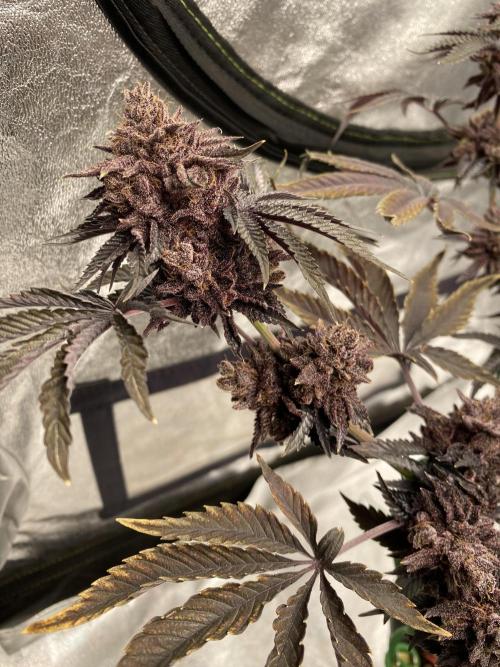 Mambow Juice (Mambaz x Rainbow Zangria). Week 20