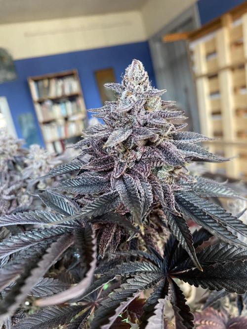 Mambow Juice (Mambaz x Rainbow Zangria). Week 20