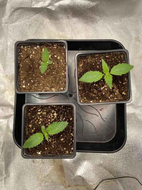 Gassy Bastard / Mambow Juice. Week 2 - d 8