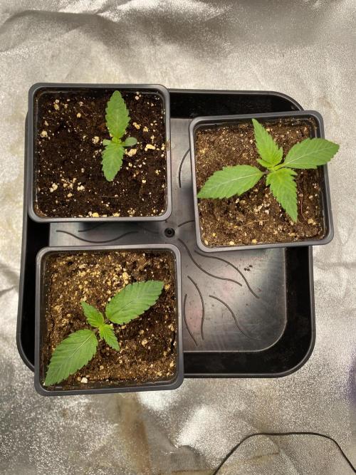Gassy Bastard / Mambow Juice. Week 2 - d 9