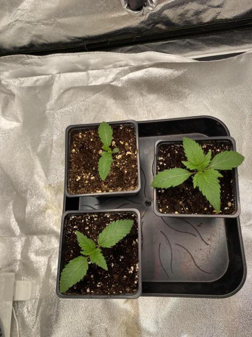 Gassy Bastard / Mambow Juice. Week 2 - d 10
