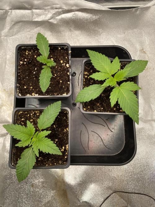 Gassy Bastard / Mambow Juice. Week 2 - d 12