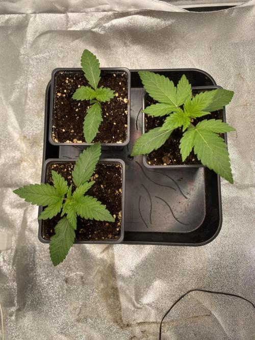 Gassy Bastard / Mambow Juice. Week 2 - d 13