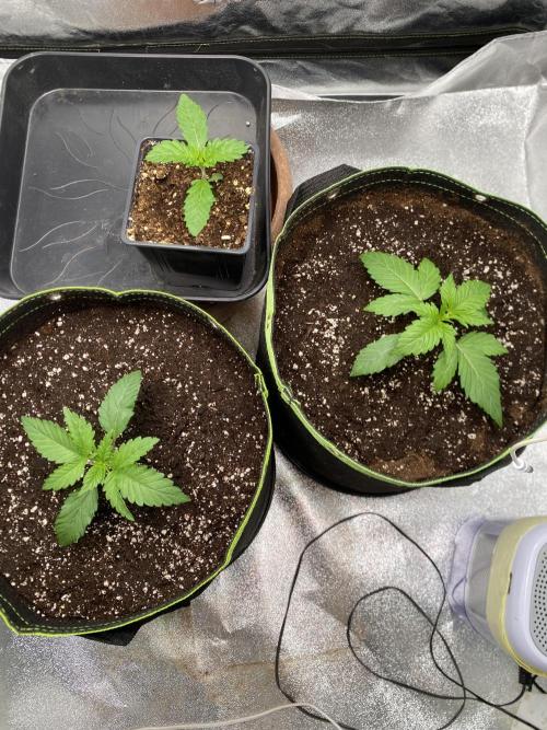 Gassy Bastard / Mambow Juice. Week 2 - d 14