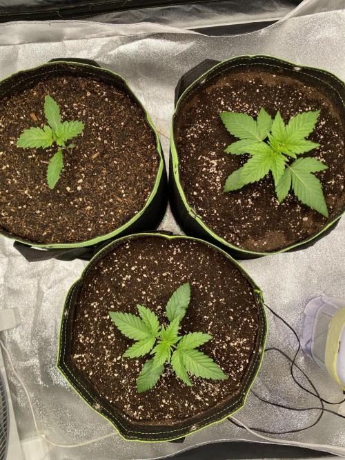 Gassy Bastard / Mambow Juice. Week 3 - d 15
