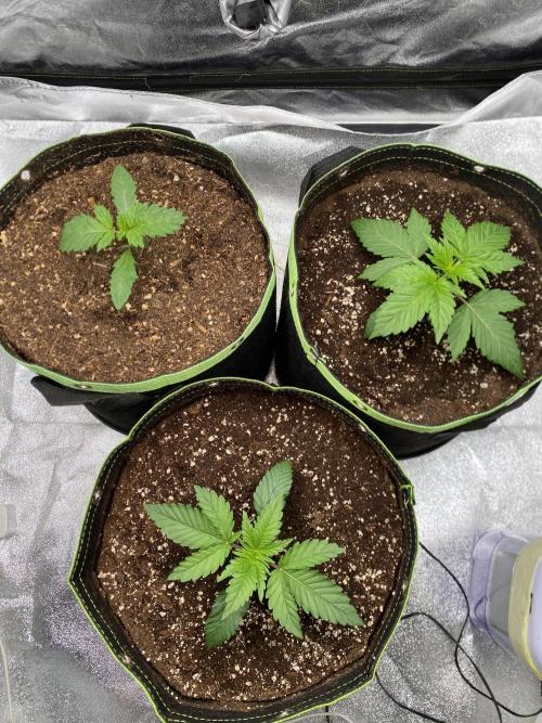 Gassy Bastard / Mambow Juice. Week 3 - d 16